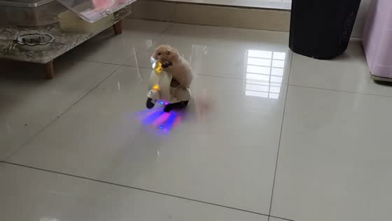 Hamster rides toy motorcycle and jumps off in Guangdong, China