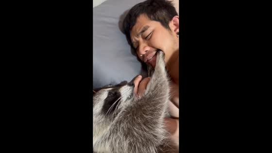 Curious raccoon plays with owner's mouth while sleeping in Sattahip, Thailand