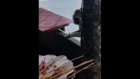 Monkey steals food at Sarangan Lake in Indonesia