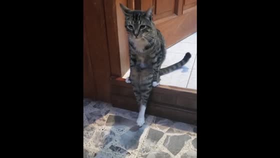 Adopted Cat Named Habibi Sits Like a Human | Hilarious Video!