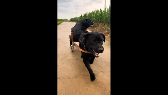 Dog pulls wooden cart with canine passenger in Henan, China