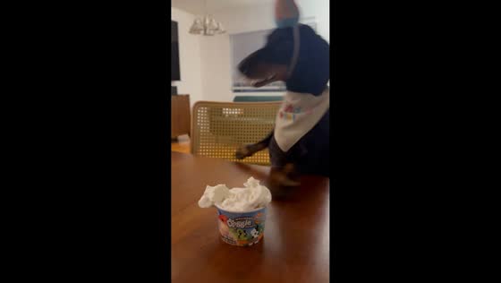 Unexpected dog’s birthday mishap in Santa Monica, USA