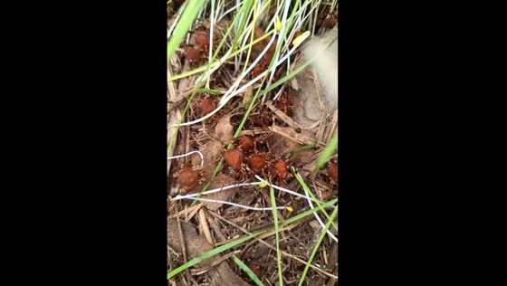 Exploring Chile's hillside Opiliones: harmless arthropods in their natural habitat