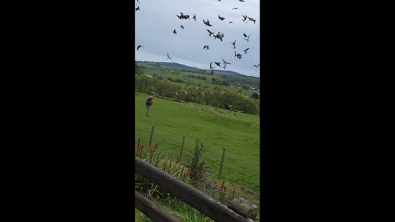 Man feeds flock of red kites in field in Laurieston, Glasgow, UK