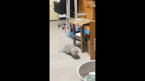 Cat's failed jump ends with a tiny protest in Henan, China