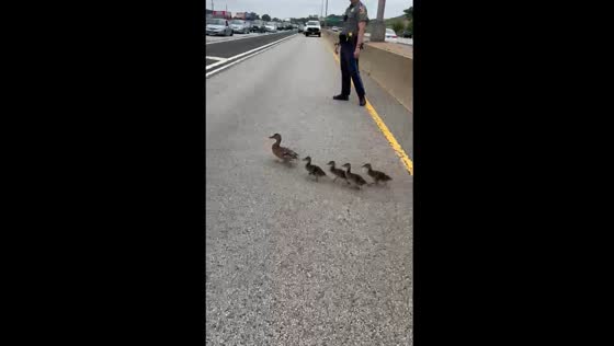 Good Samaritan and state trooper help ducks cross I-91 in Hartford amid rush hour