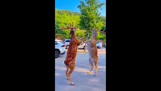 Two Sika deer spar while standing on hind legs in Liaoning, China 