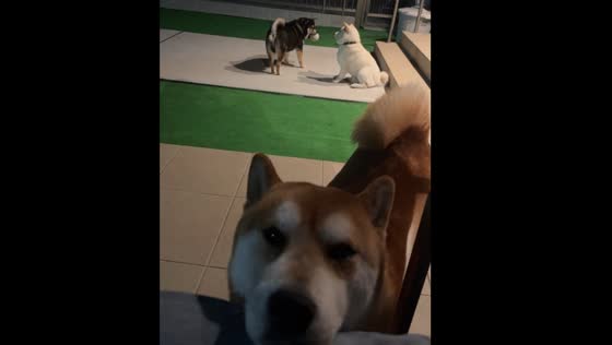Dogs with contrasting play styles in japan