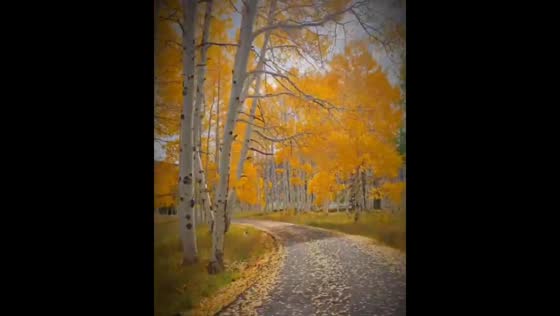 Serene autumn forest near Fish Lake in Utah, USA