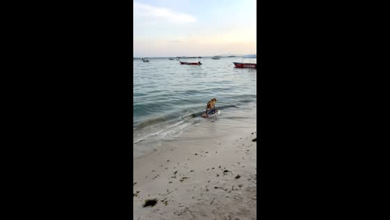 Dog shows impressive surfing skills in Bohol, Philippines