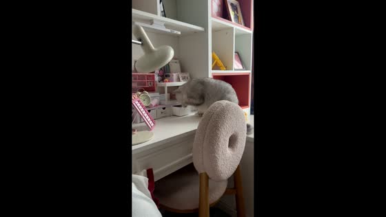 Clever cat opens desk drawers and steals a necklace in Dazhou, Sichuan, China