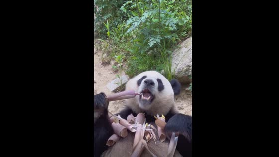 Bamboo bliss: adorable panda finds unusual dining style in Guangzhou!