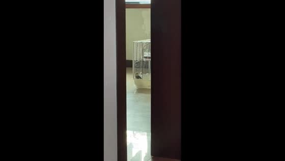 Cockatiel sings loudly inside cage in Chongqing, China