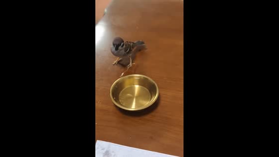 Sparrow bathes in water bowl inside house in Beijing, China