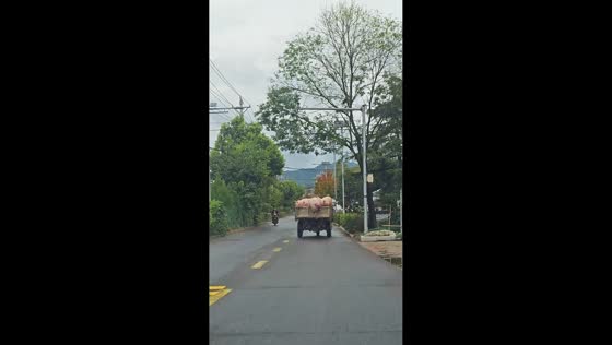 Pig struggles to climb back into truck in Shaanxi, China