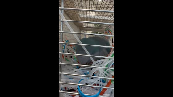 Bird uses zip ties to build nest inside cage in Jilin, China