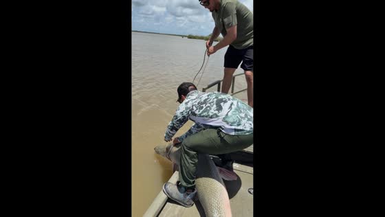 Friends release giant alligator gar in Texas, USA