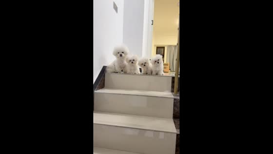 Four dogs sway their heads while watching owner in Jiangsu, China