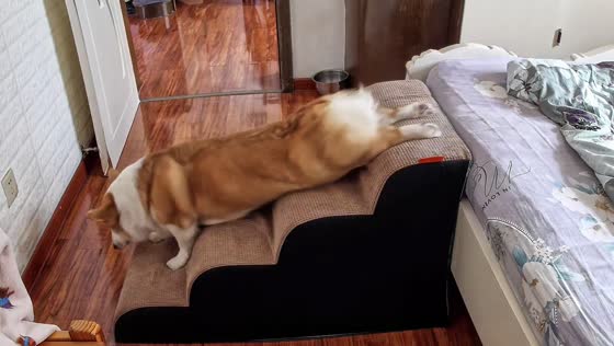 Lazy corgi pulls itself out of bed to sleep again
