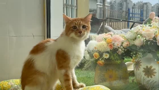 Cat responds with funny meows after being called in Shanghai, China