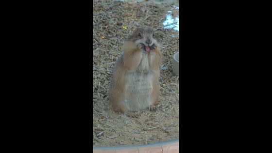 Groundhog makes silly face behind glass in Fujian, China