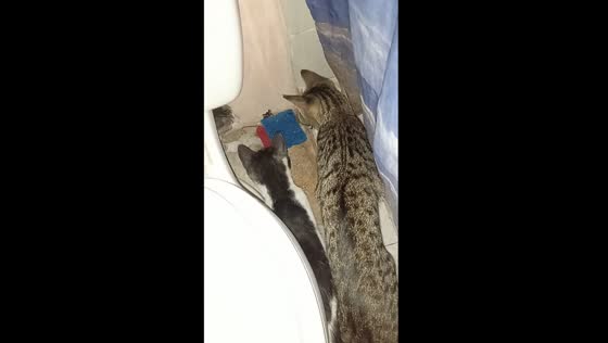 Mouse cornered by three cats: house surrounded
