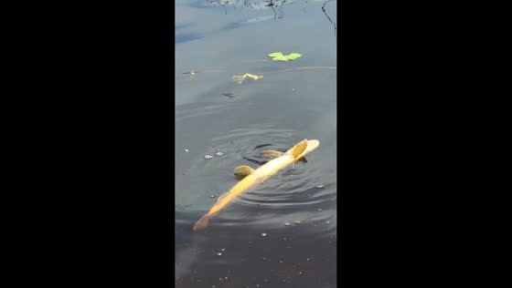 Golden northern pike swims upside down in Kalajoki, Finland