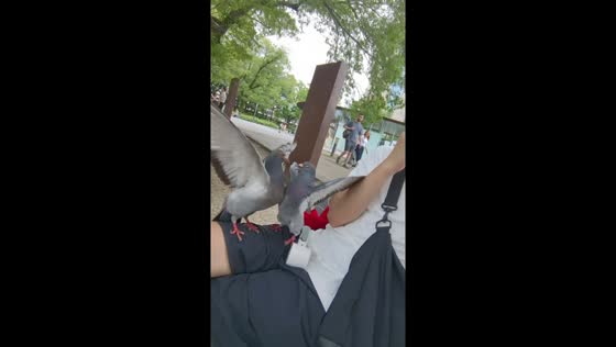 Man shares snack with pigeons in Shanghai, China
