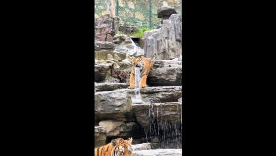 Tiger gets its tooth stuck in a water pipe at a wildlife park in Henan, China