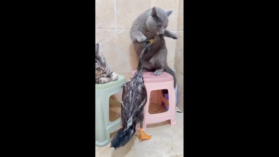 Cats fight back against duck attack in Shanghai, China