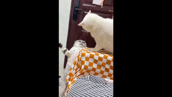 Two cats playfully swat at each other in Guangdong, China