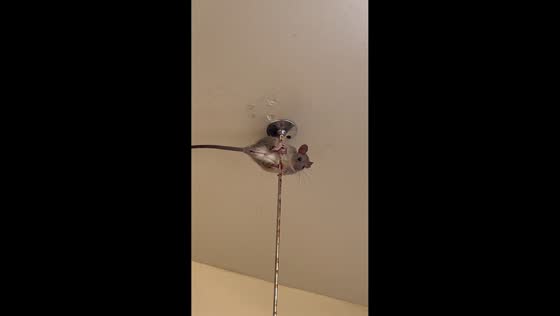 Cat waits as rat clings to bathroom ceiling in Sacramento, California