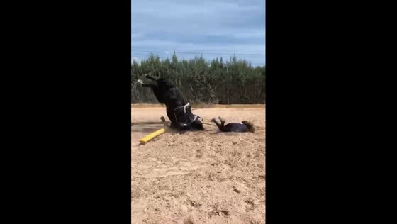 Horse jump ends in Valencia rider's face-down tumble