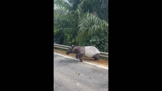 Tapir encounter on the road in Kelantan, Malaysia
