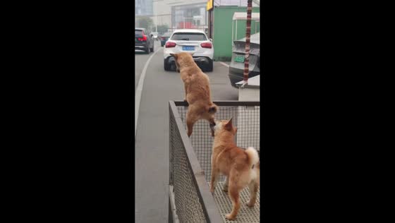 Dog prevents another from escaping by pulling it down from metal fence in Sichuan, China