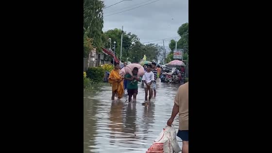 Pigs struggle in floodwaters of Camarines Sur, Philippines
