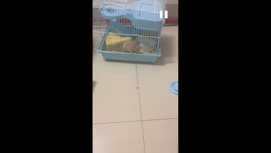 Hamster tries to escape from its cage in Fujian, China 