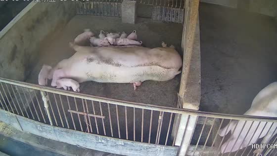 Piglet rescued after mother pig sleeps on it in Liaoning Province, China