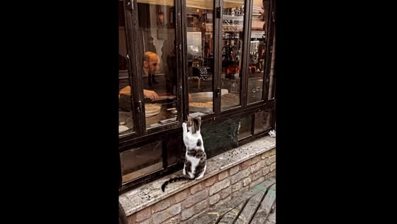 Street cat stands on hind legs and begs for food at Istanbul restaurant | Heartwarming moment caught on camera