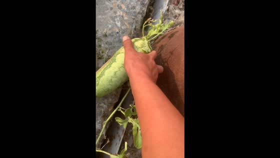 Unusually flat watermelon reveals a surprising shape inside in Henan, China