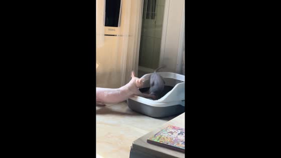 Sphynx cats brawl in Liaoning, China