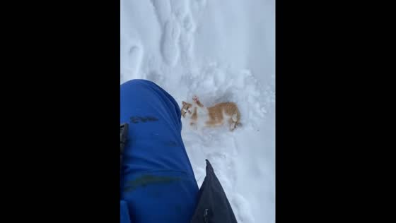 Cat enjoys snowy walk with owner in Minsk, Belarus