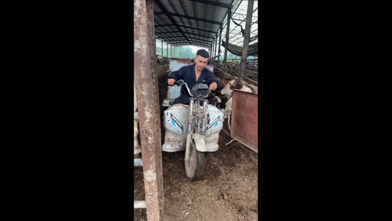 Bull helps close gate after pushing cart in Anhui, China