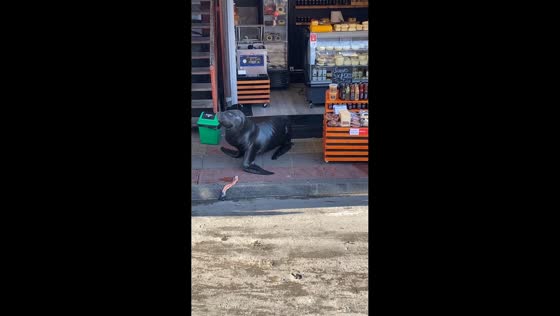 Sea lion surprises locals inside cake store in Puerto Montt, Chile