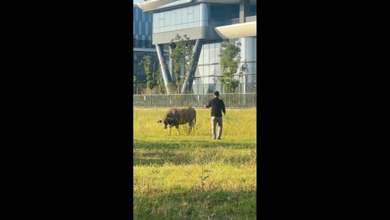 Man falls off a cow after trying to ride it in Zhejiang, China