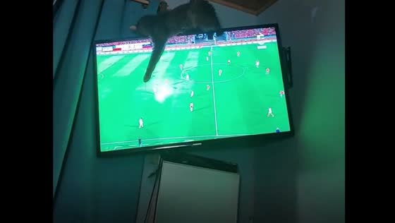 Cat watches game from TV in Cachagua, Chile