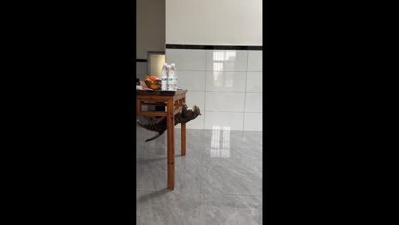 Cat struggles to climb onto table in Guangdong, China