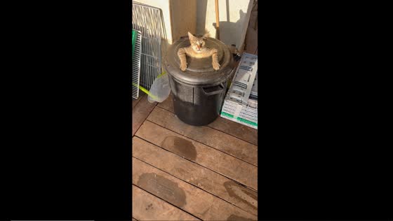 Curious cat hides in trash bin, makes quick escape