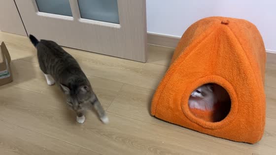 Tabby cat startled by Ragdoll cat emerging from pet house in Shanghai, China