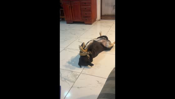 Dog hilariously reacts during soccer match in Ibicuy, Entre Ríos, Argentina